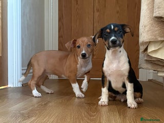 Jack Russell dogs Jack Russel puppies - Advert 1