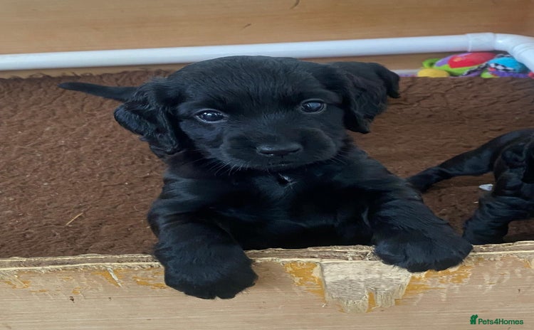 Cocker Spaniel dogs - Advert 15