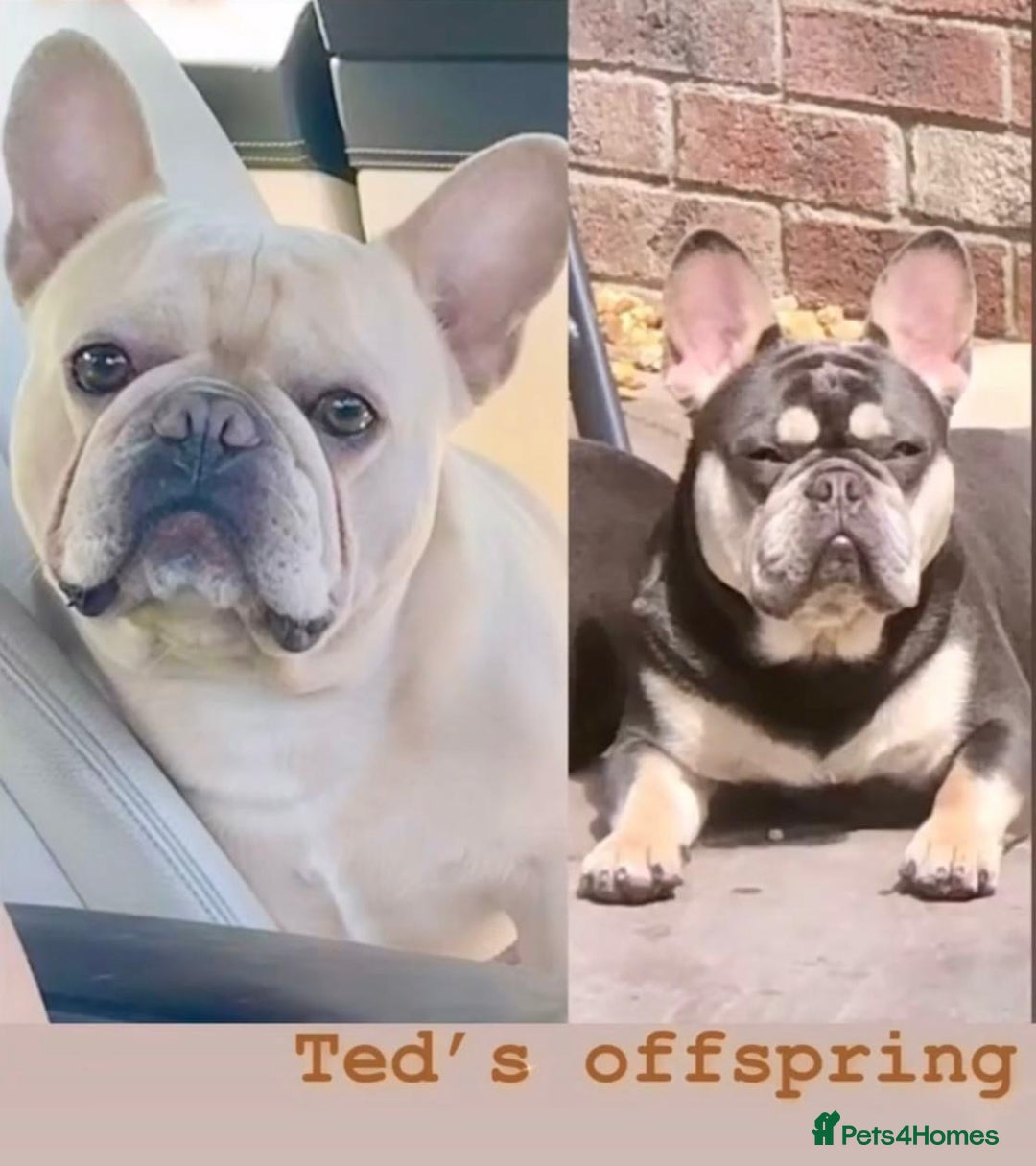 French Bulldog dogs for stud: 🌟🔥LILAC PLATINUM KC REG FRENCH BULLDOG STUD🔥🌟 in Uxbridge - Advert 39