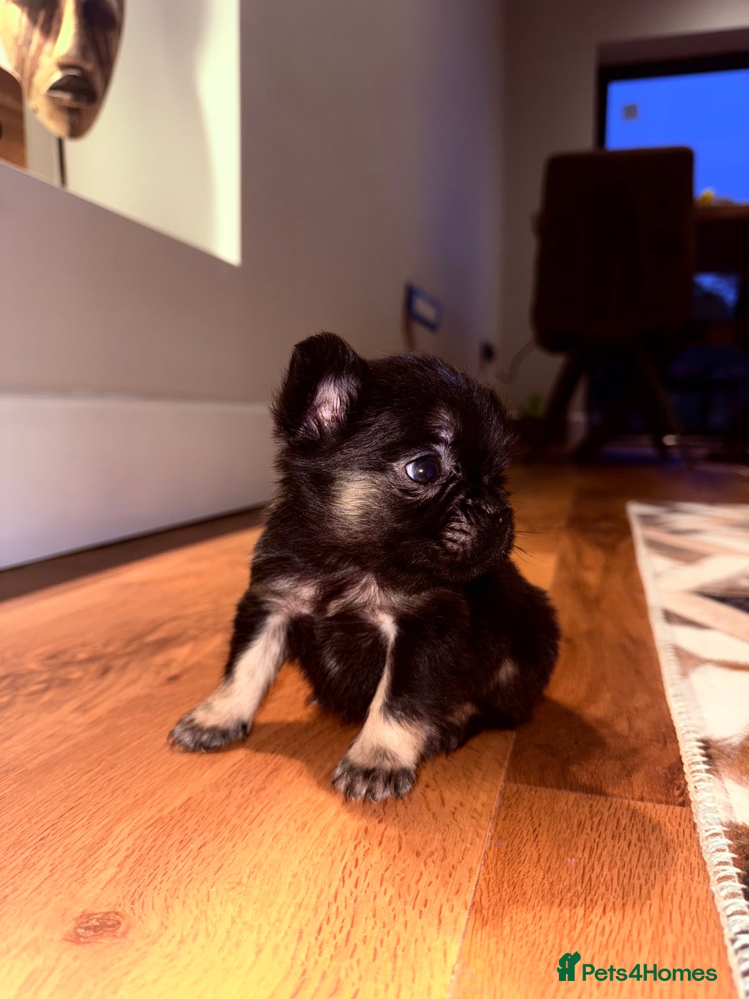French Bulldog dogs for sale: fluffy frenchie black & tan boy top quality 1 LEFT - Image 11