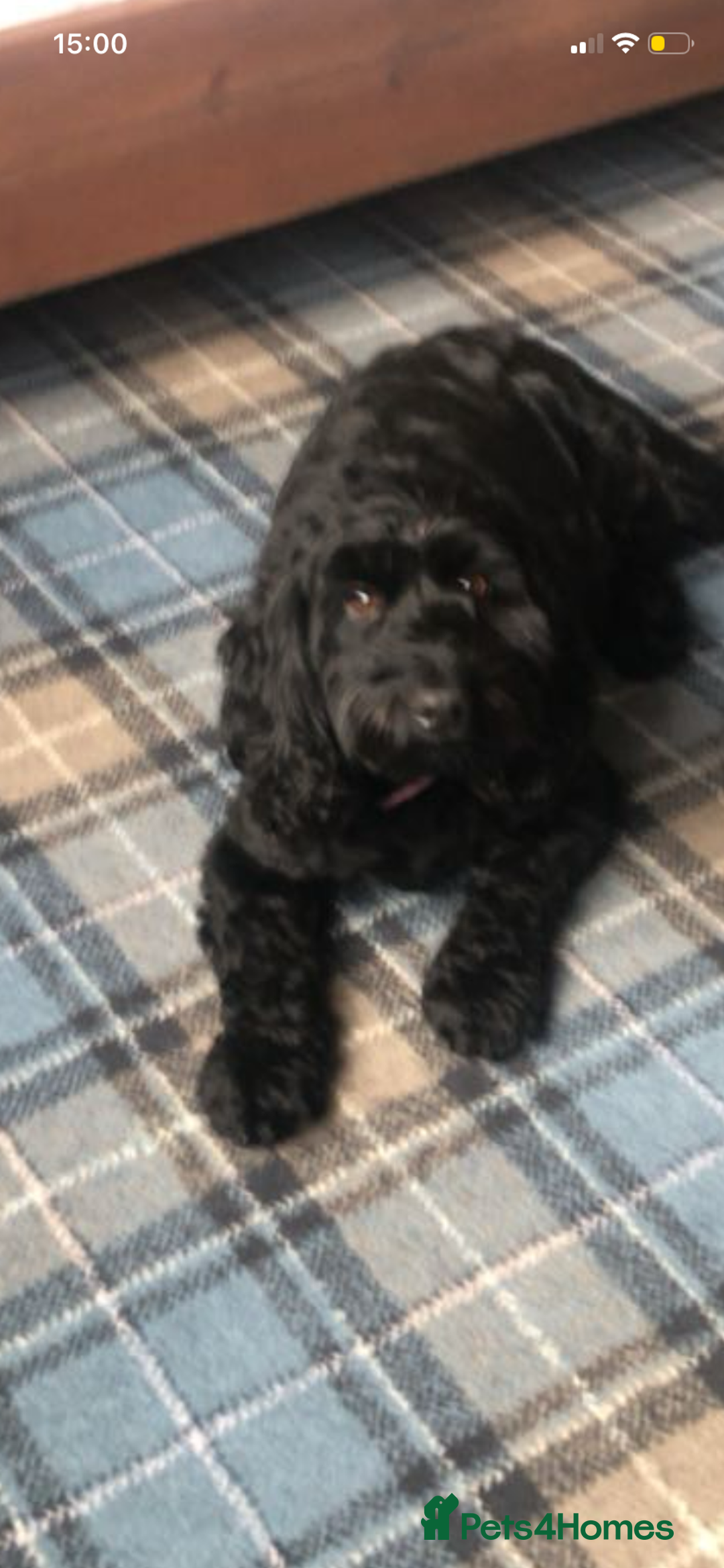 Cavapoo dogs for sale: Stunning cavapoo pups  - Advert 4