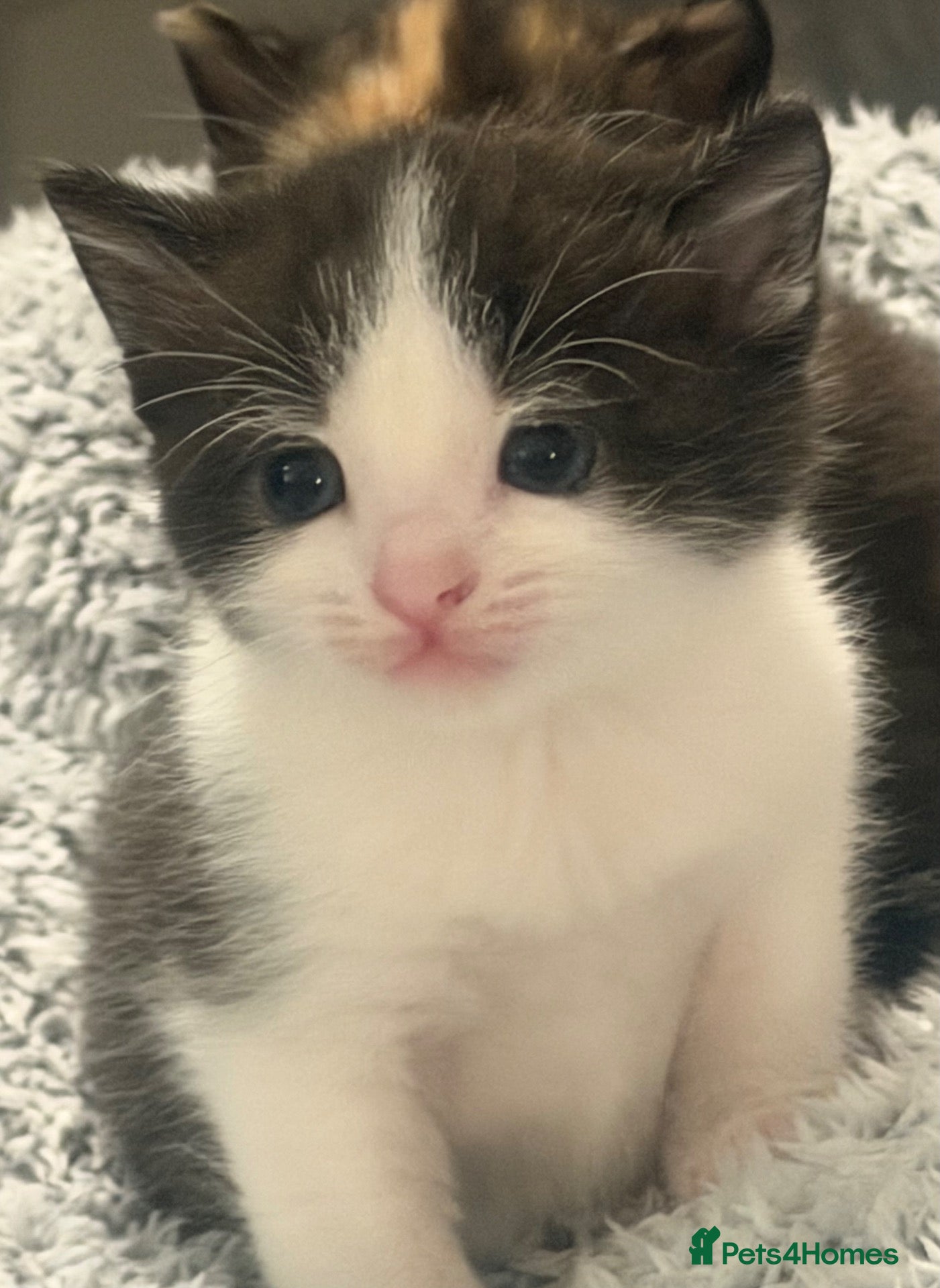 Mixed Breed cats 3 Beautiful kittens left (read description) 🌟 🐱  - Advert 15
