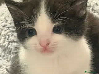 Mixed Breed cats 3 Beautiful kittens left (read description) 🌟 🐱 - Advert 15