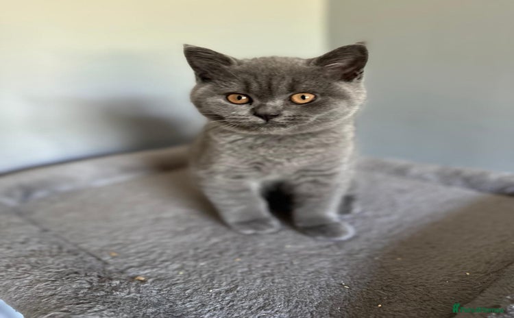 British Shorthair cats - Advert 7