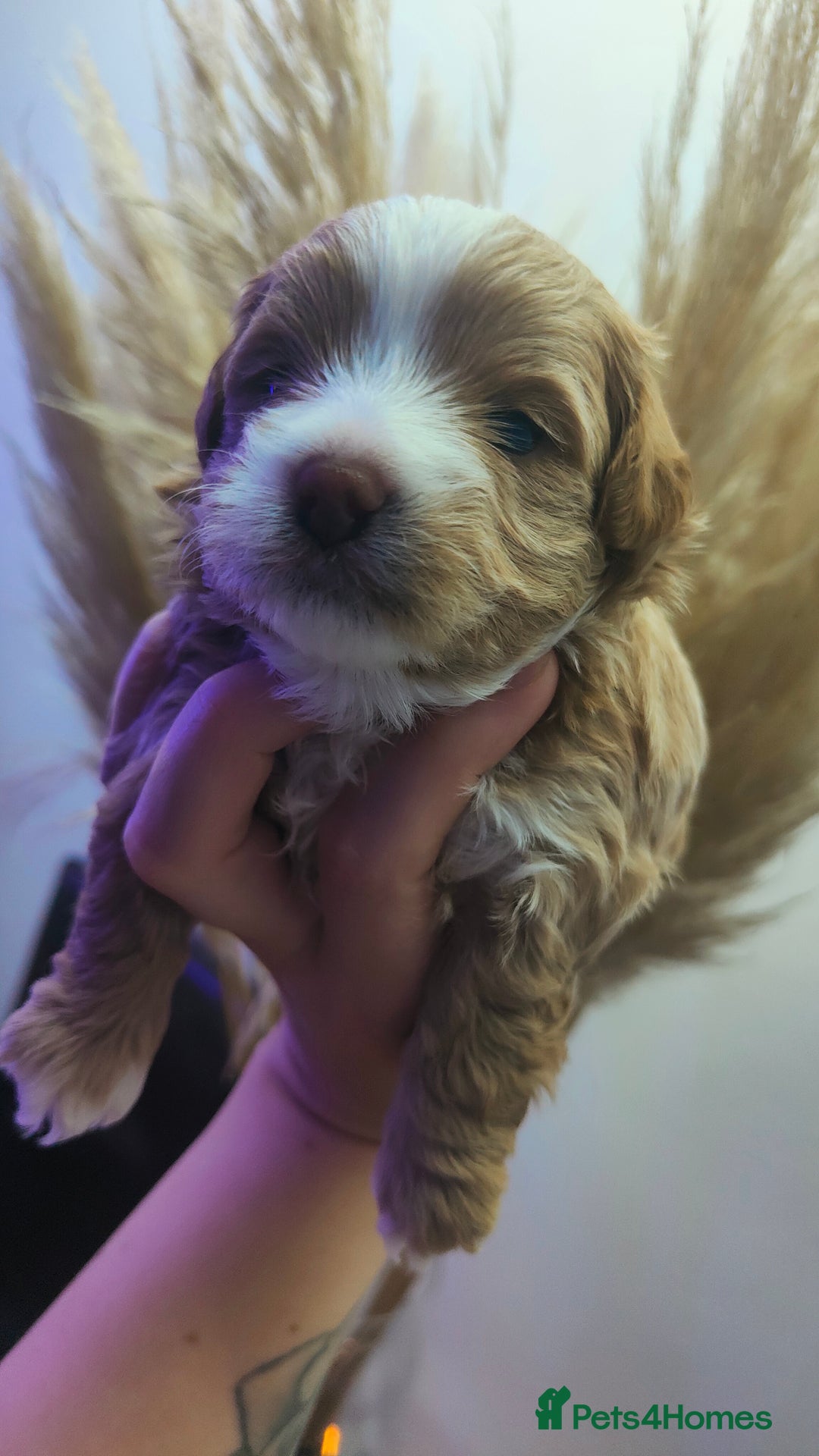 Maltipoo dogs for sale: F1 Tiny Maltipoo Puppies  - Advert 7