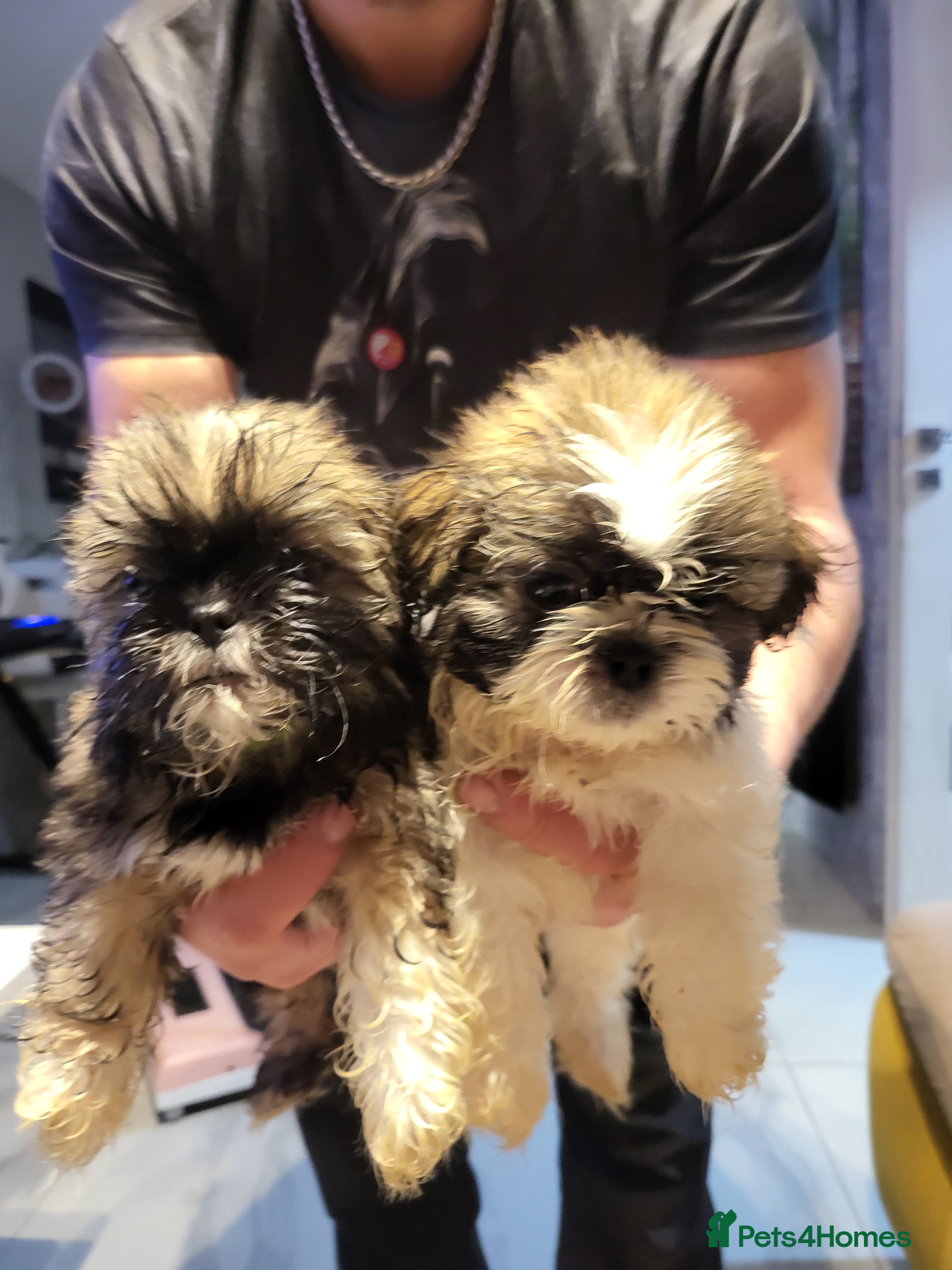 Shih Tzu dogs Shih tzu puppies - Advert 2