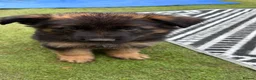 German Shepherd dogs for sale: German shepherd puppies - Advert 21