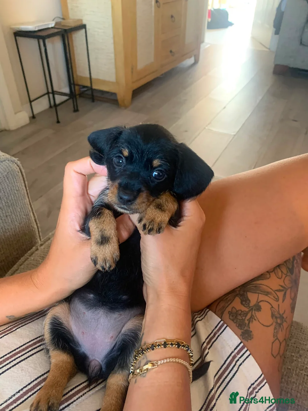 Mixed Breed dogs for sale: 1 tiny girl left dachshund cross brussels griffon  - Advert 2