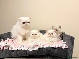 Persian cats Stunning TICA Blue Eye Persian Babies - Advert 10