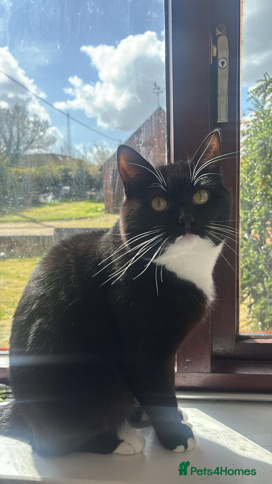 Mixed Breed cats Gorgeous mixed breed cat - Advert 5