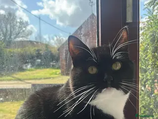 Mixed Breed cats Gorgeous mixed breed cat - Advert 5