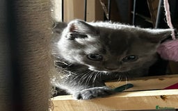 British Shorthair cats for sale: Gorgeous Blue British Shorthairs  - Image 2