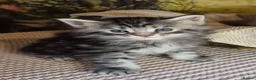 Maine Coon cats for sale: Pure Breed Maine Coon -LAST ONE - Advert 14