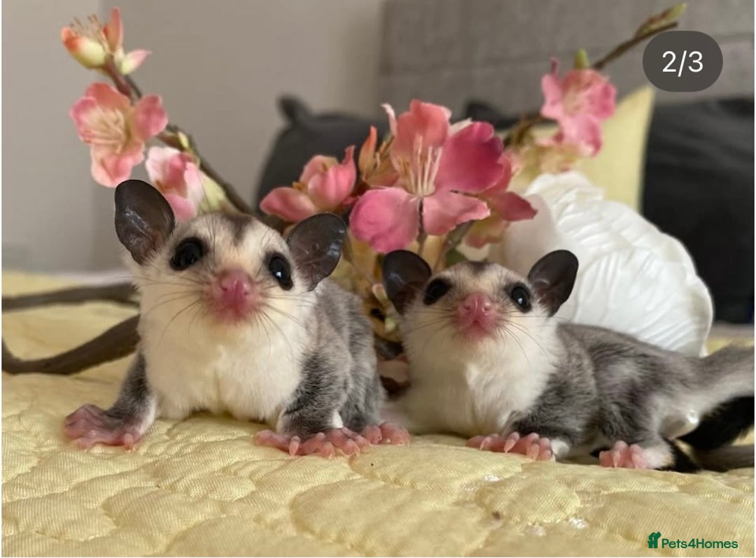 Sugar Glider rodents for sale: Sugar Gliders available to suitable homes - Advert 12