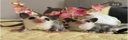 Sugar Glider rodents for sale: Sugar Gliders available to suitable homes - Advert 14