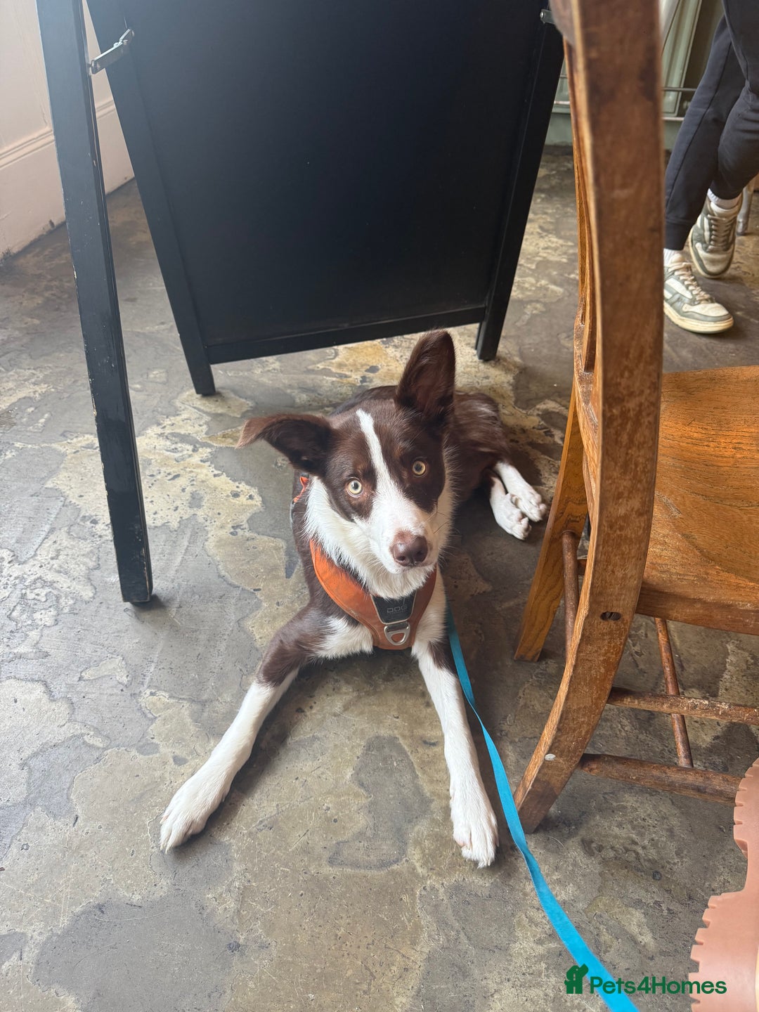 Border Collie dogs for sale: 10 month old Pure Border Collie 🐾 - Advert 6