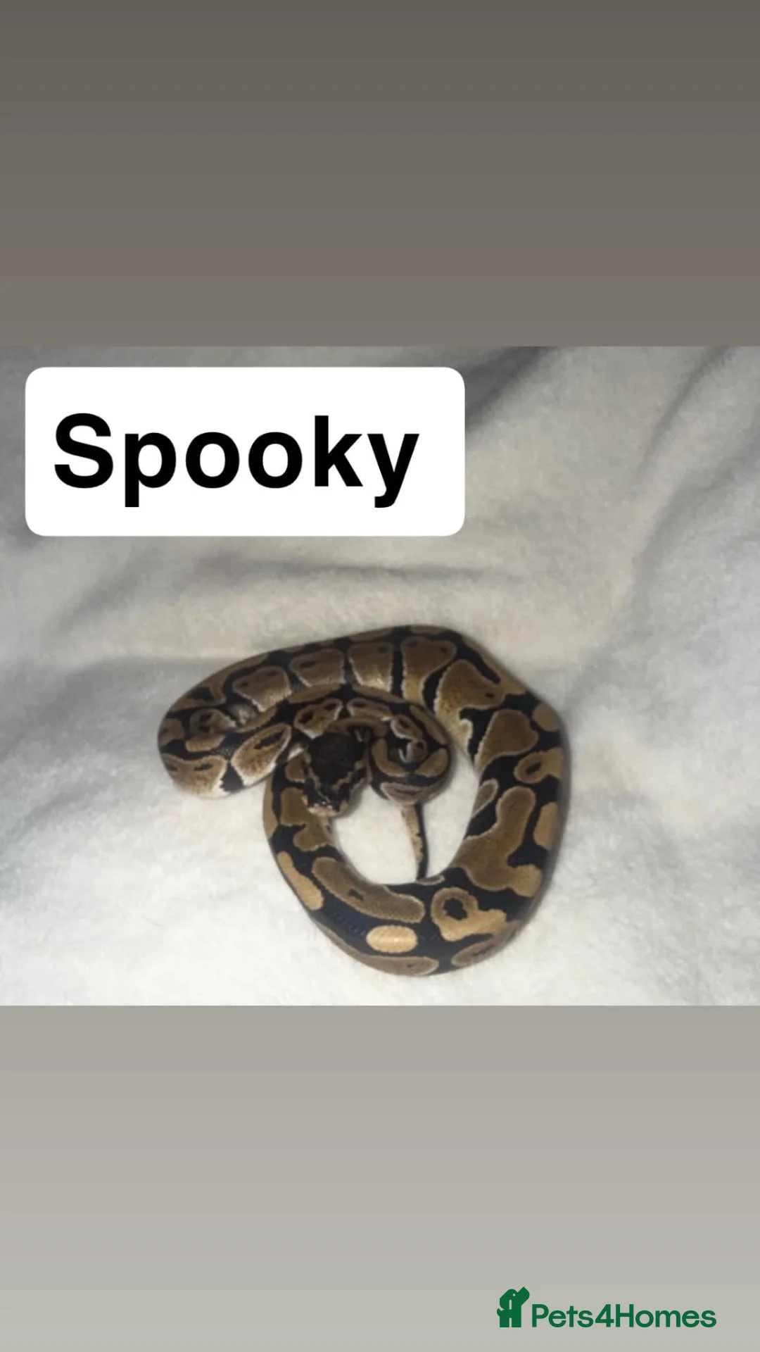Python Snake reptiles for sale: Ball pythons & Sunglow Boa🖤  - Advert 2