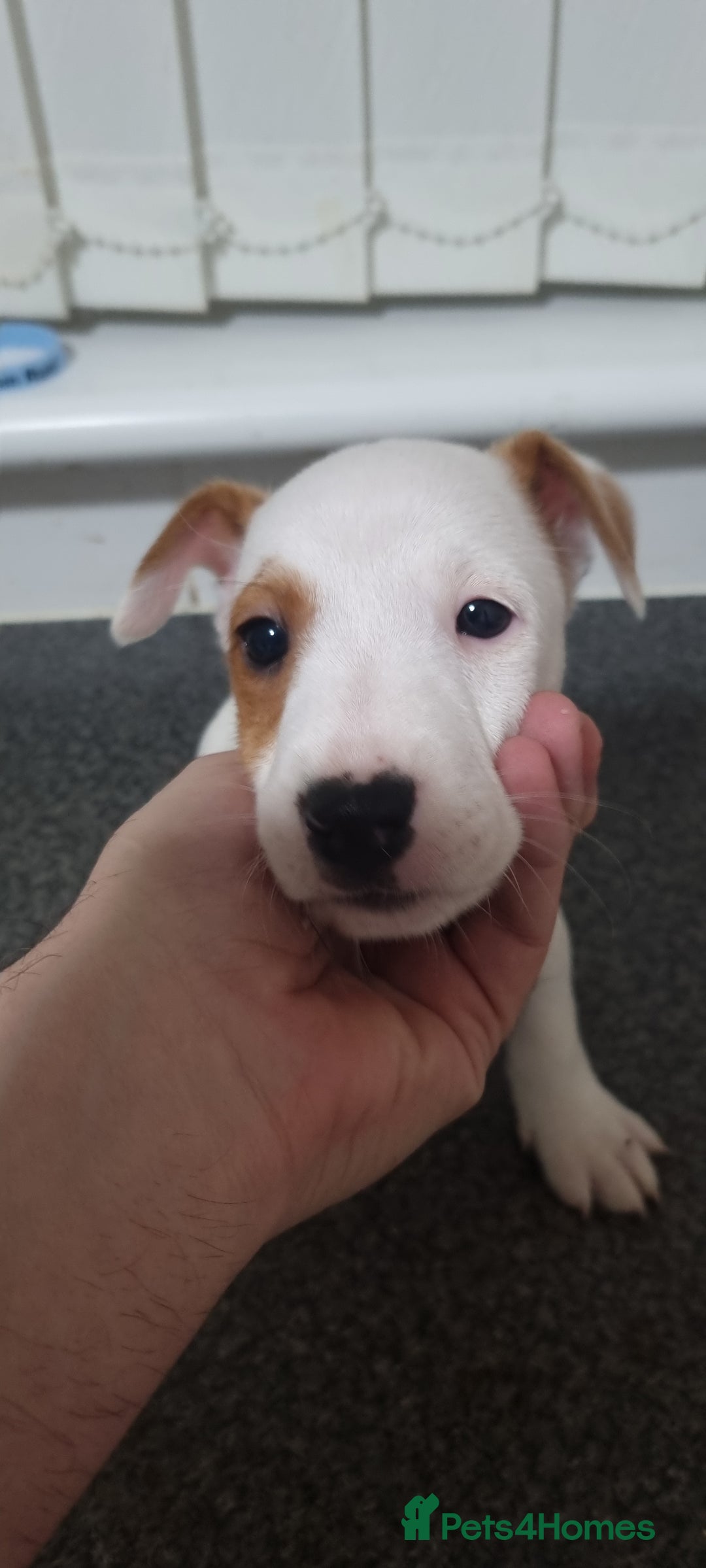 Jack Russell dogs for sale: Jack Russel puppies  - Advert 13