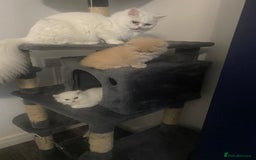 Persian cats for sale: white and orange cream doll face Persians - Image 12