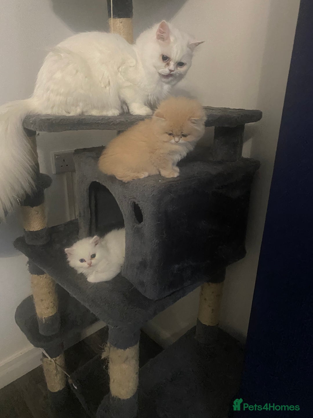 Persian cats for sale: white and orange cream doll face Persians - Image 12