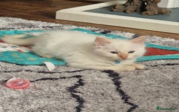 Ragdoll cats for sale: 4 Beautiful Ragdoll Kittens - Image 14