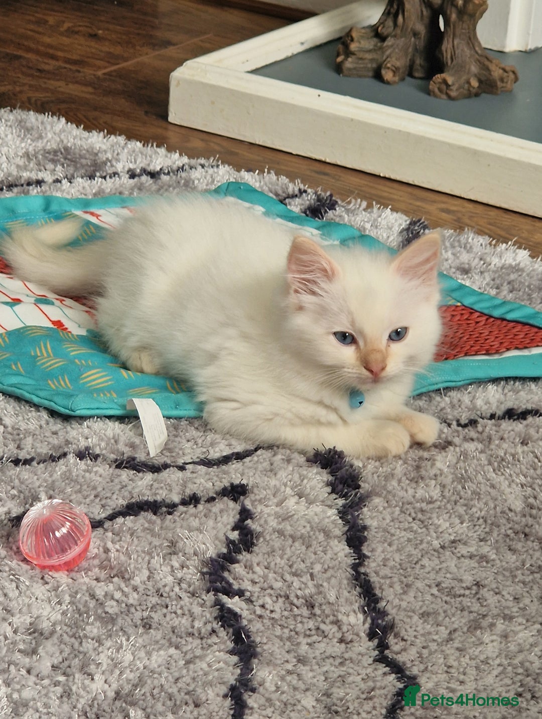 Ragdoll cats for sale: 4 Beautiful Ragdoll Kittens - Image 14