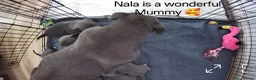 Staffordshire Bull Terrier dogs for sale: Blue Staffordshire bull terrier puppies 🐶🐕🐾 - Advert 12