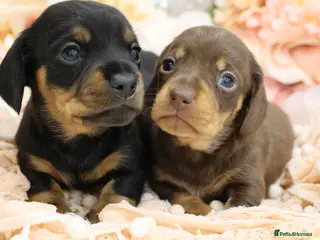 Miniature Dachshund dogs KC Miniature Dachshund Puppies - Advert 14