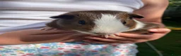 Guinea Pig rodents for sale: Lovely baby guinea pig for sale in Oxford - Advert 3