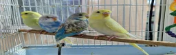 Budgerigars birds for sale: Super Silly hand tamed budgie - Advert 20