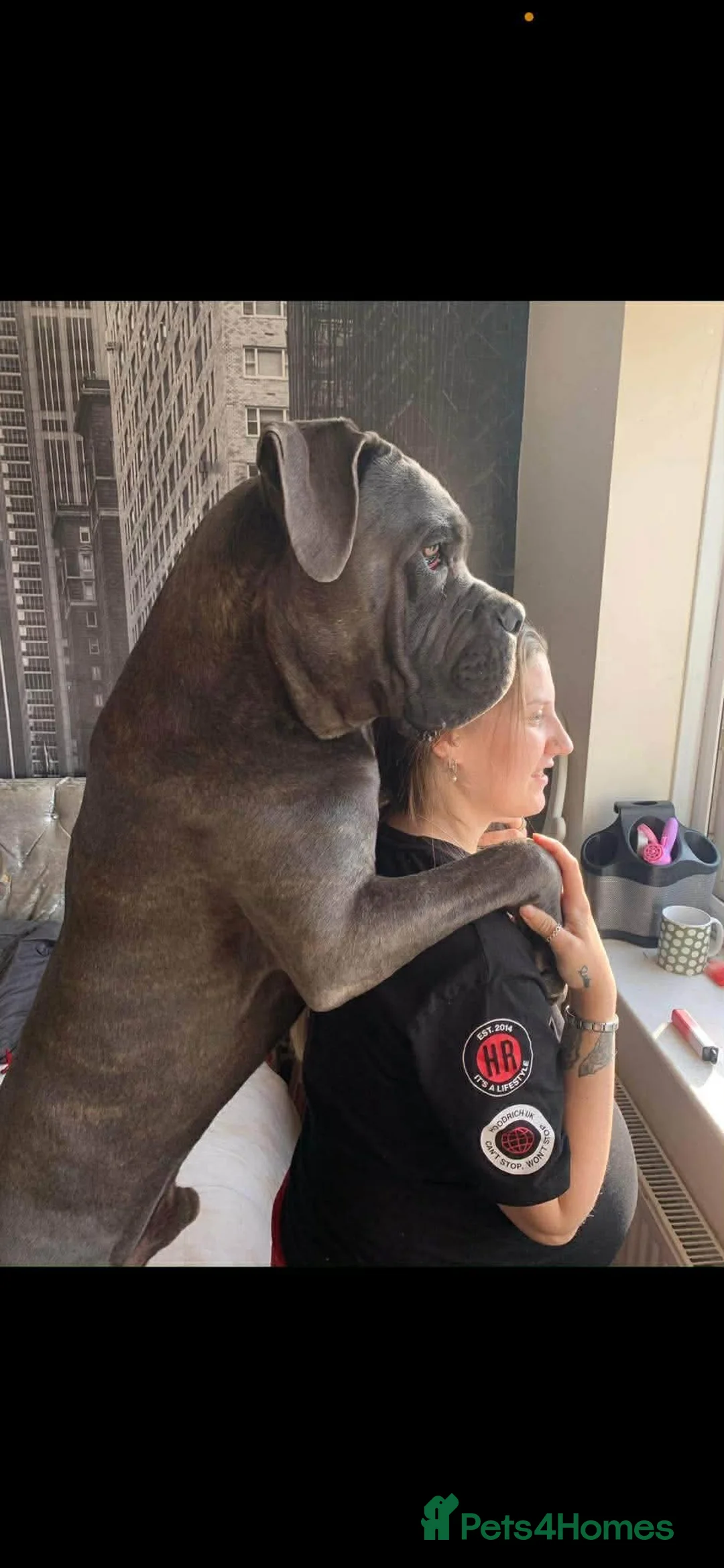 Cane Corso dogs for sale: Cane coseo male 3 years old  - Advert 2