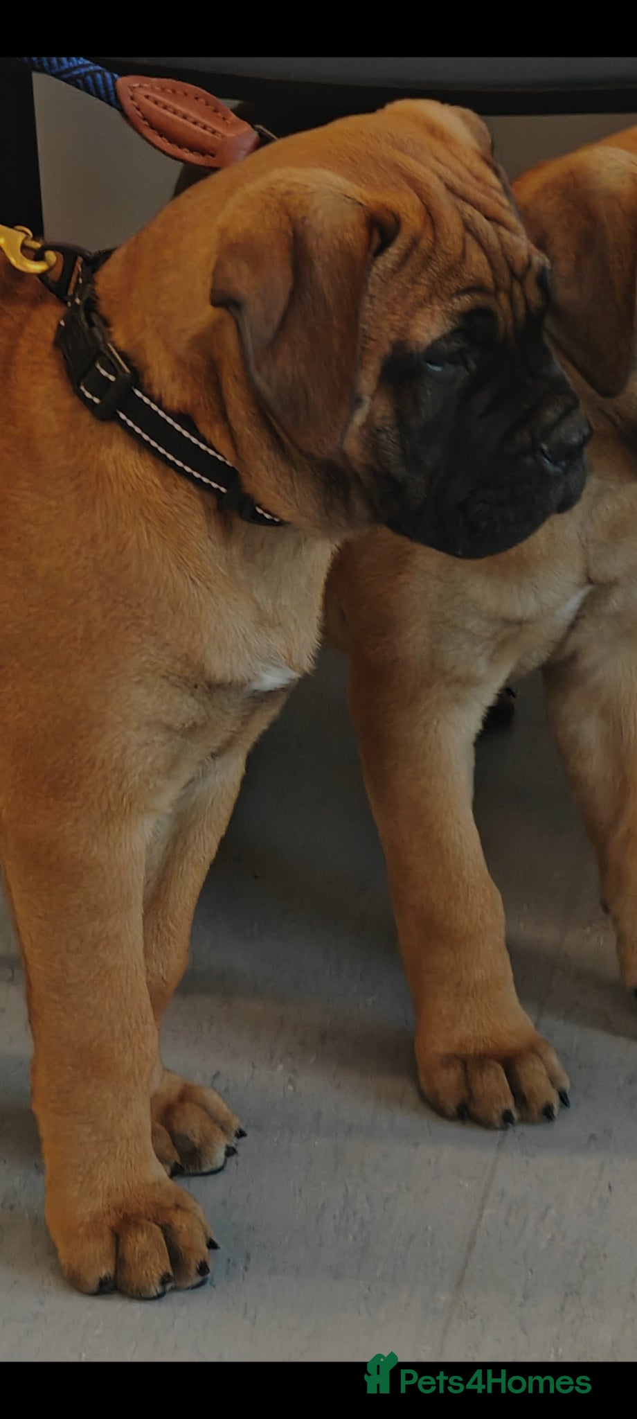 Bullmastiff dogs for sale: Kc reg red  bullmastiff bitch 14 weeks available  - Advert 1