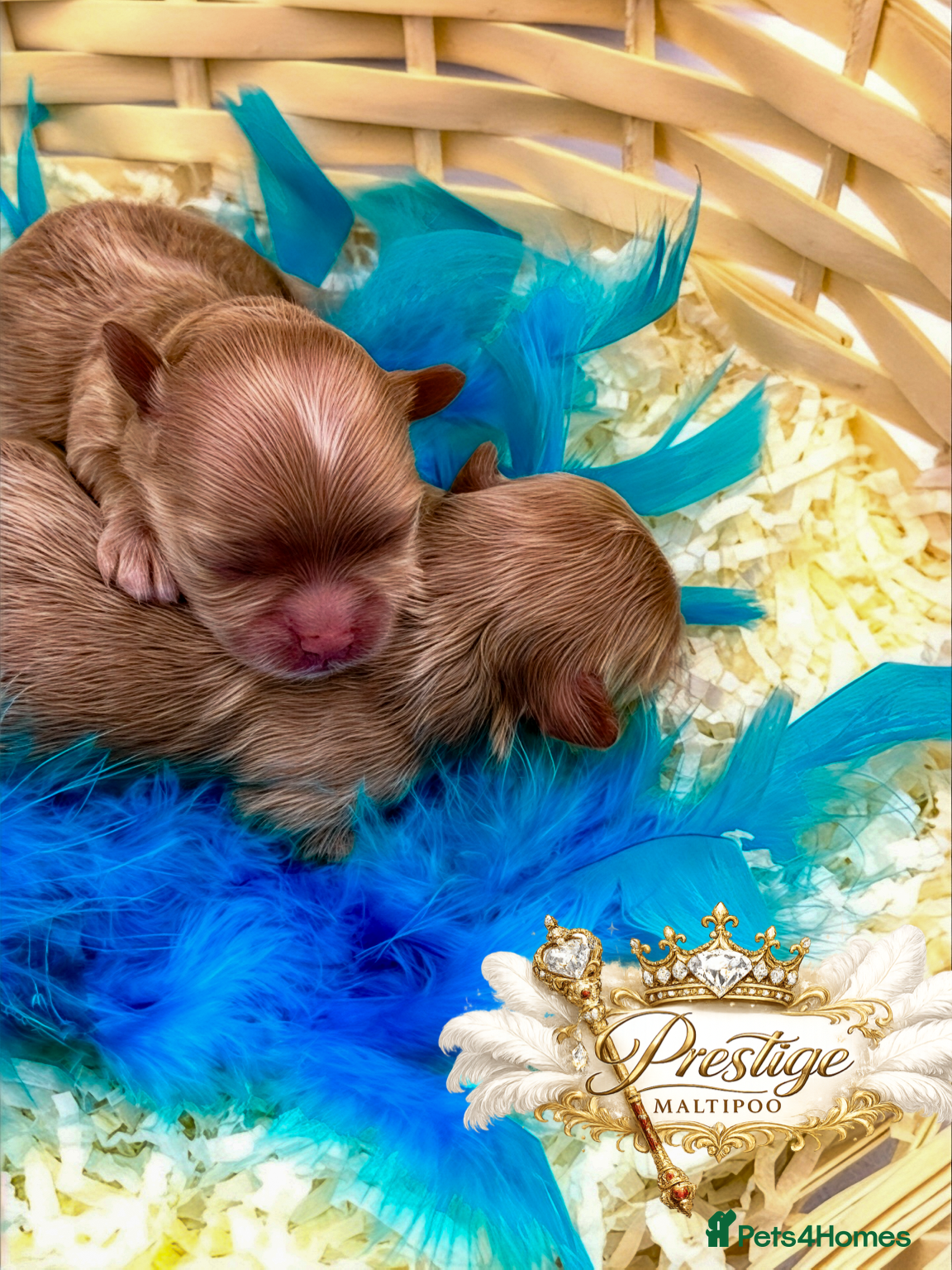 Maltipoo dogs 💎 Prestige Luxury Maltipoo DNA Tested  Parents 💎 - Advert 15