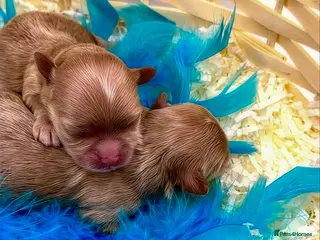Maltipoo dogs 💎 Prestige Luxury Maltipoo DNA Tested Parents 💎 - Advert 15