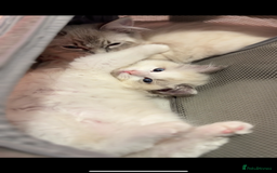 Ragdoll cats for sale: Male Ragdoll - Image 2
