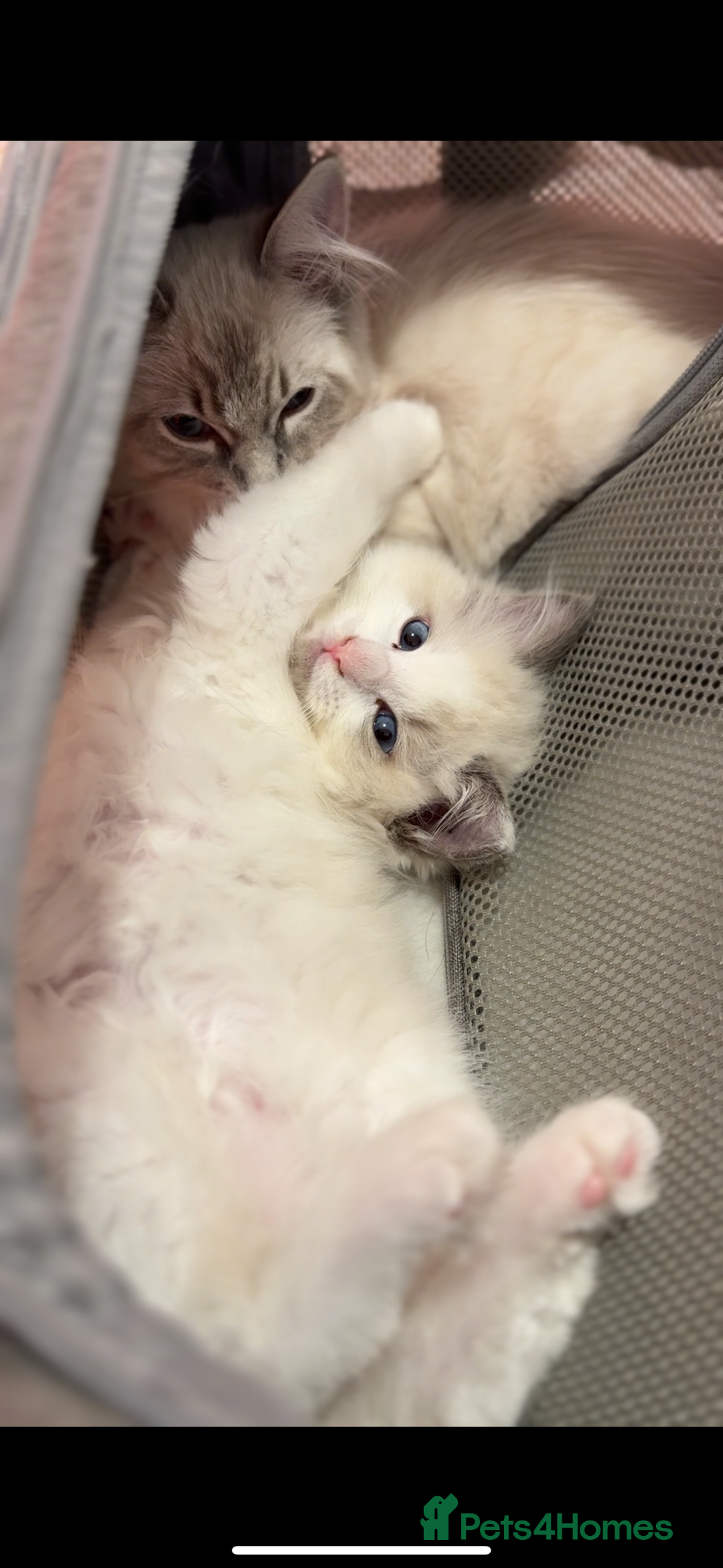 Ragdoll cats for sale: Male Ragdoll - Image 2