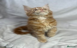 Maine Coon cats for sale: TICA REGISTERD MAINCOON KITTEN’S ⭐️ - Image 3