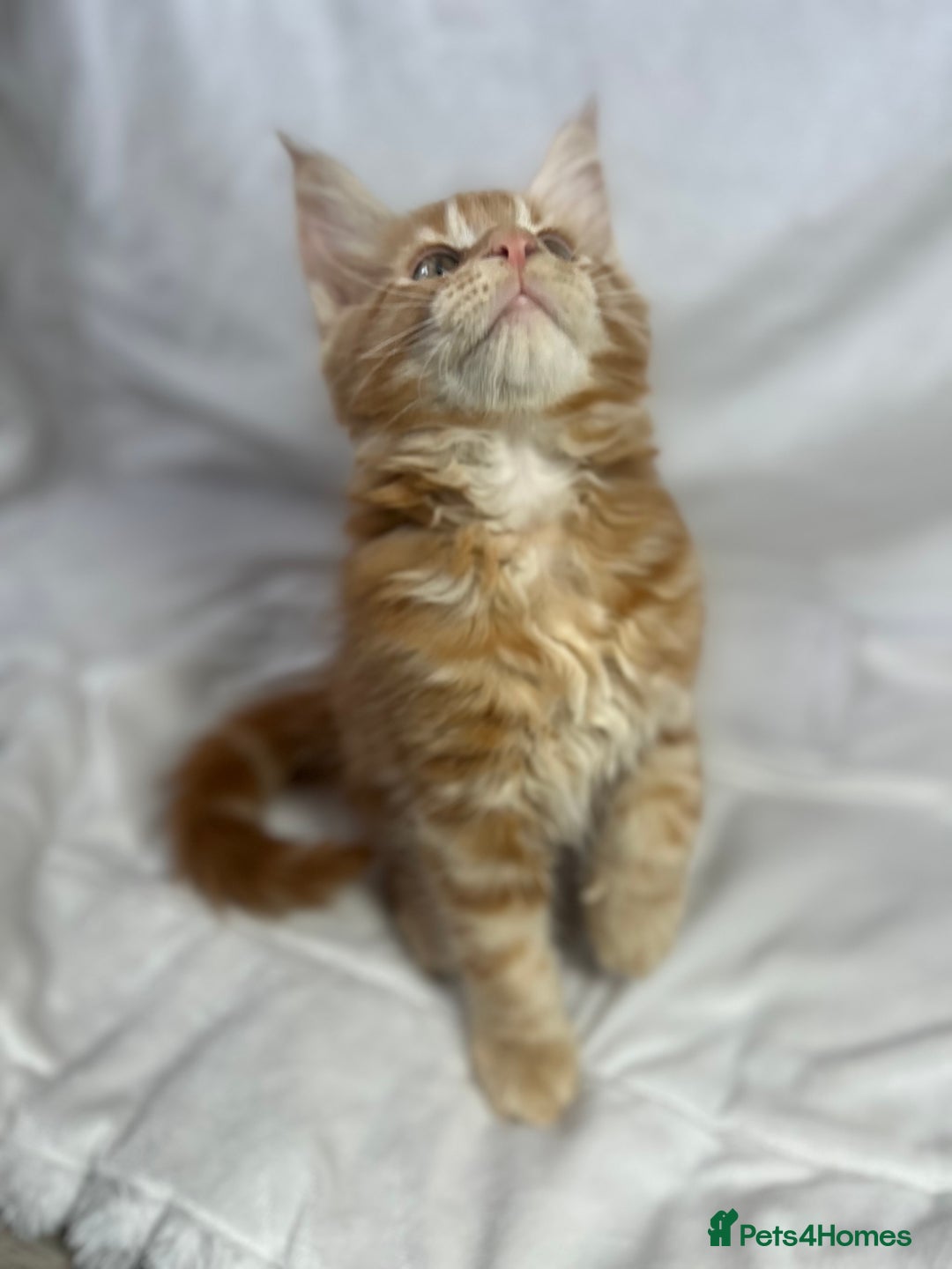 Maine Coon cats for sale: TICA REGISTERD MAINCOON KITTEN’S ⭐️ - Image 3
