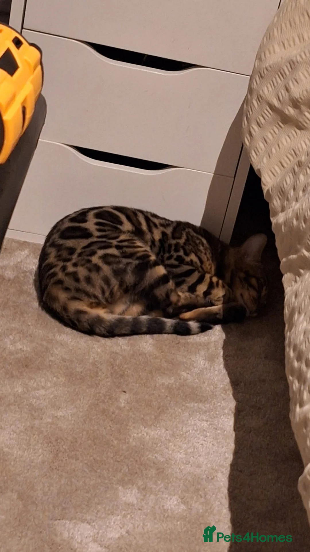 Bengal cats for sale: Bengal cat - Advert 5