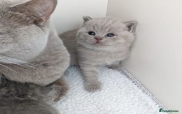 British Shorthair cats for sale: Blue British Shorthair Kittens - Advert 9