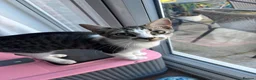 Mixed Breed cats for sale: Tabby mixed breed in Mansfield - Advert 2