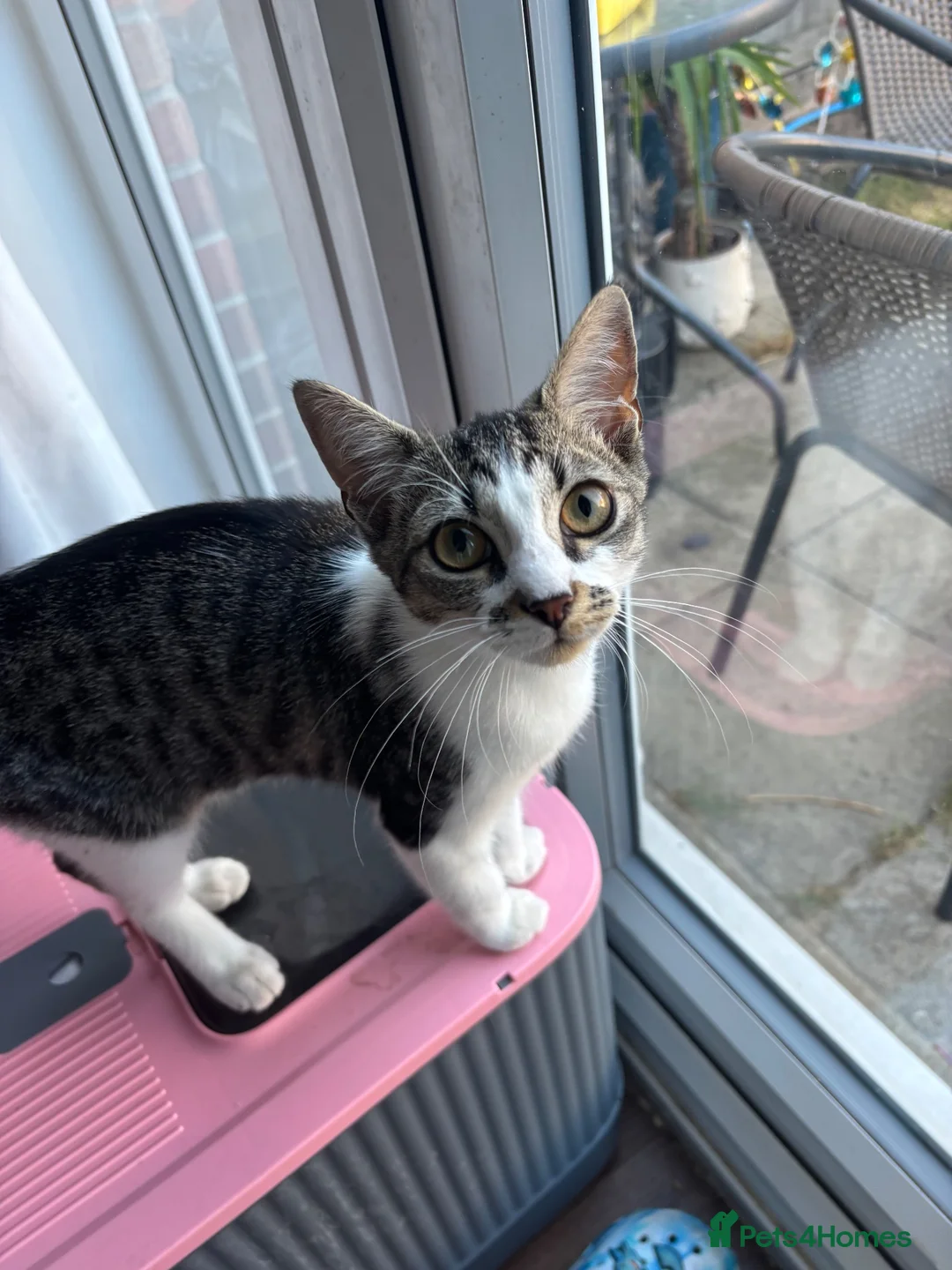 Mixed Breed cats for sale: Tabby mixed breed in Mansfield - Advert 2