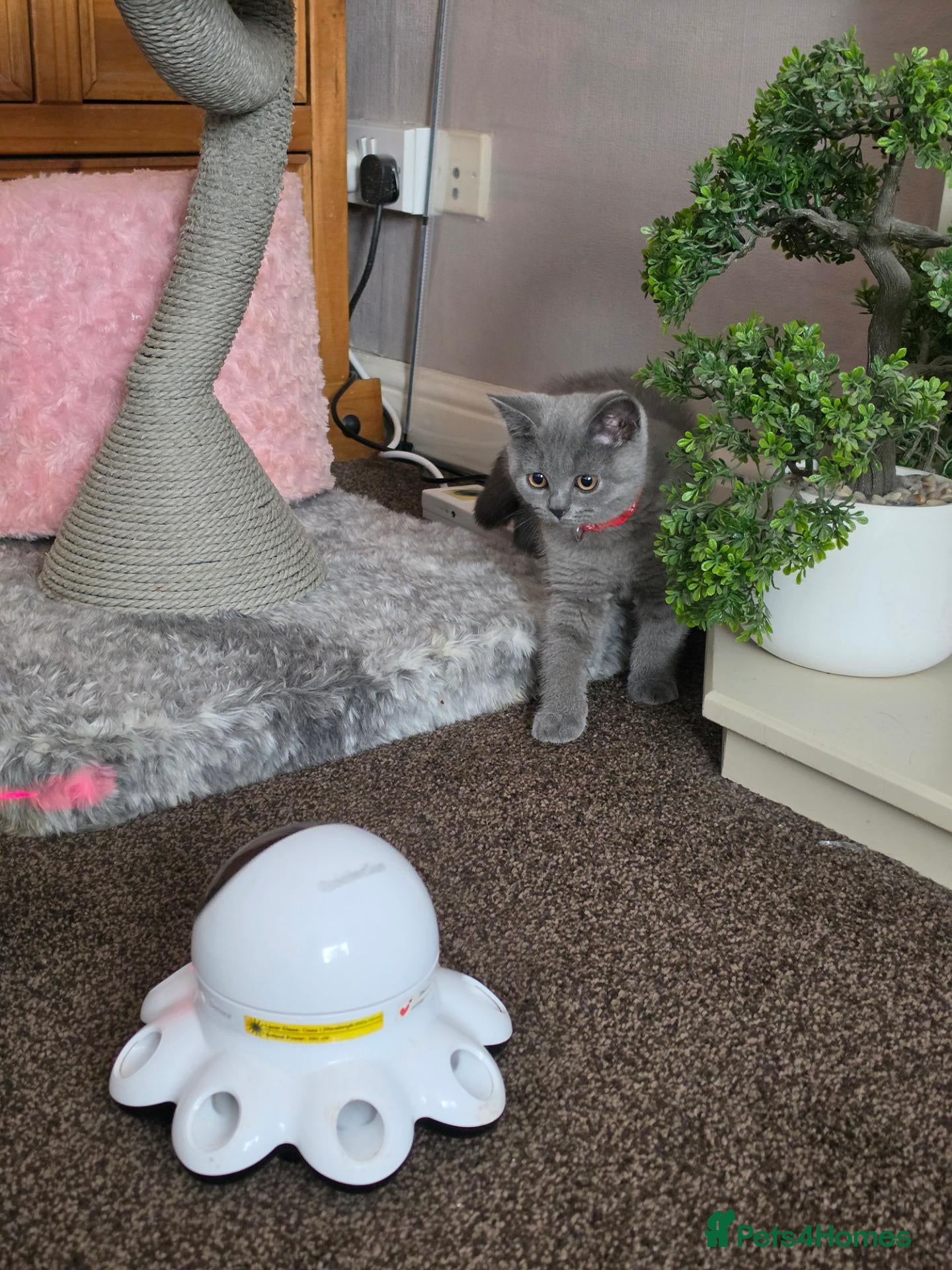 British Shorthair cats Gccf Active registered lilac/blue pedigree bsh  - Advert 2