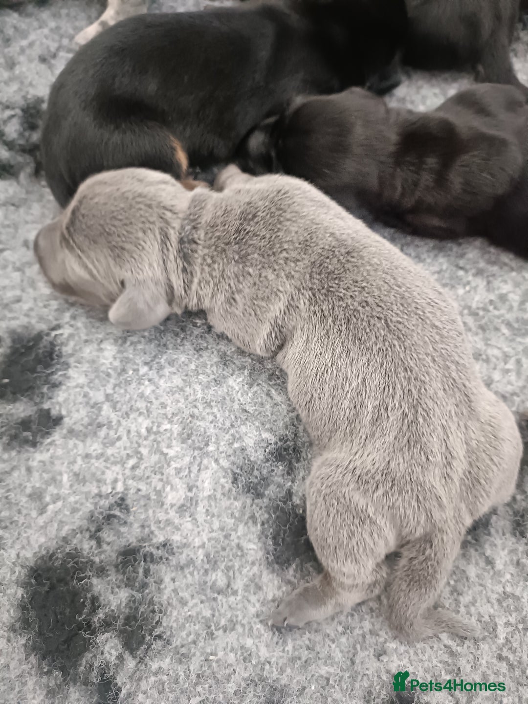 Dachshund dogs for sale: Beautiful daccys for sale ready 30th December  - Advert 4