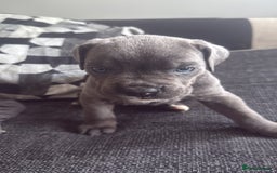 Cane Corso dogs for sale: Beautiful Cane Corso puppies for sale  - Image 13