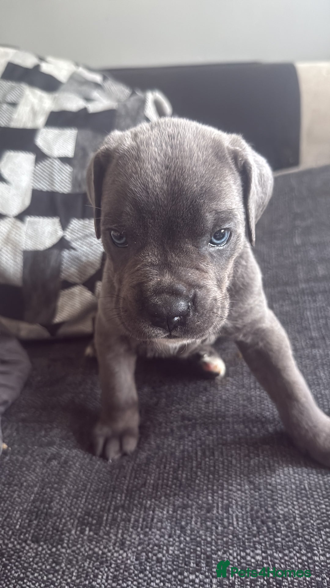 Cane Corso dogs for sale: Beautiful Cane Corso puppies for sale  - Image 13