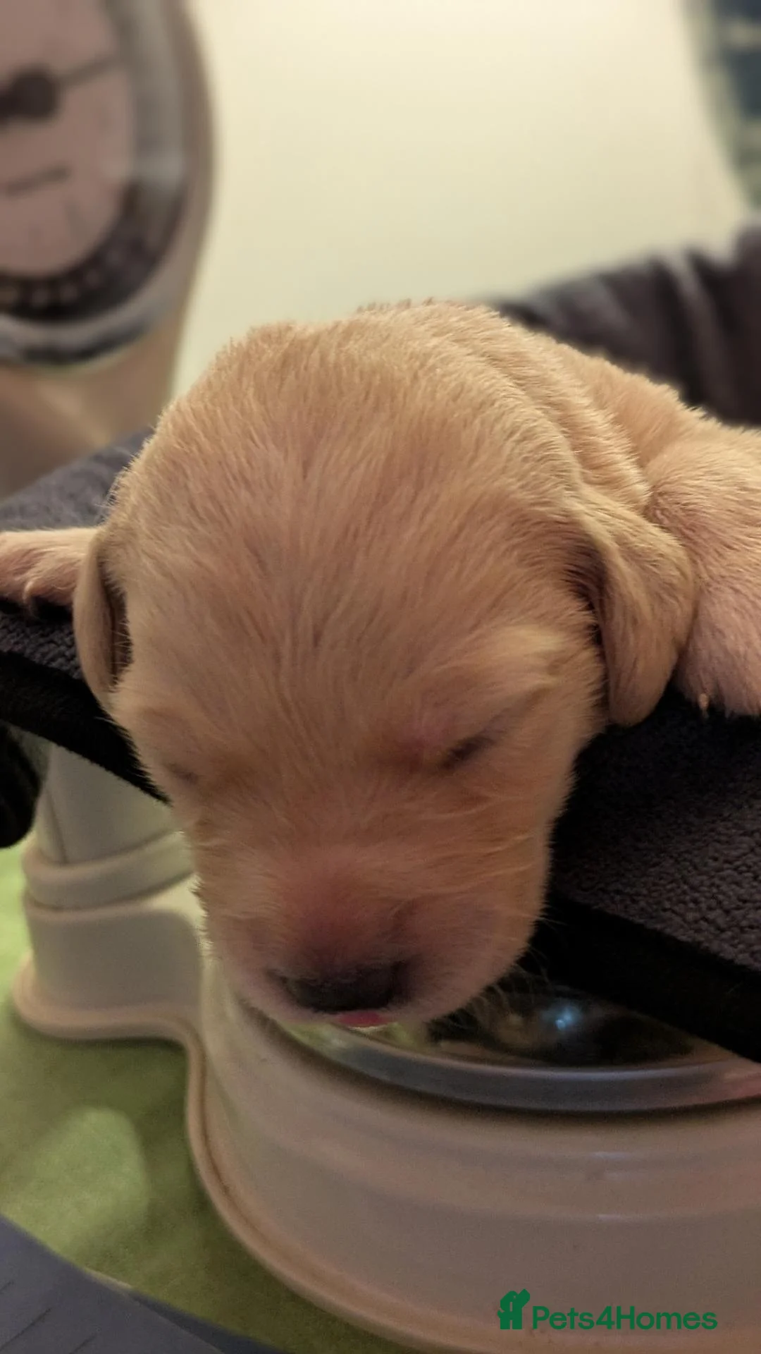 Mixed Breed dogs for sale: Beautiful Golden Labradoodle Doubledoodle Puppies in Nantwich - Advert 29