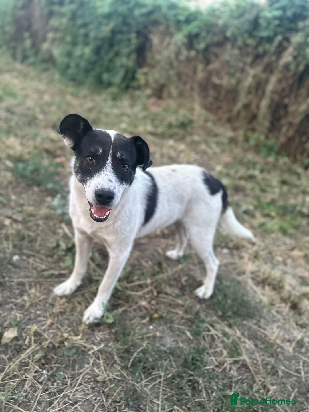Mixed Breed dogs for adoption: PATROCLE – a Lovely boy for a Loving Home - Image 22