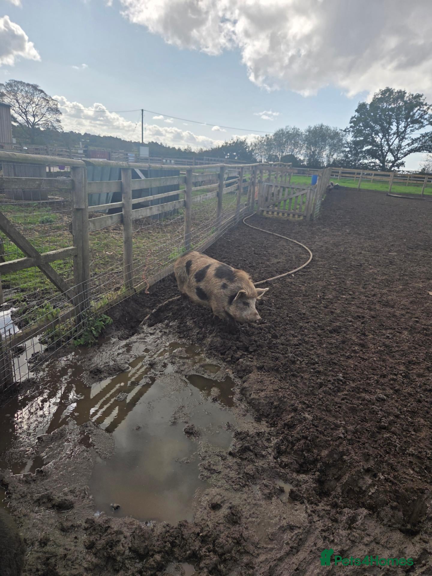 Pig livestock  good home - Advert 3