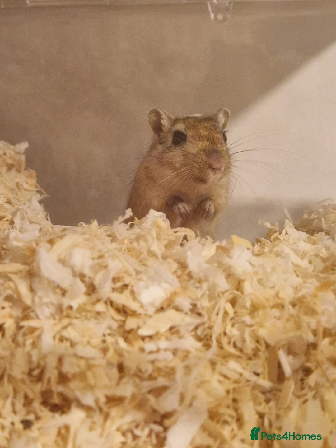 Gerbil rodents for sale: Single female available for bonding - Advert 3